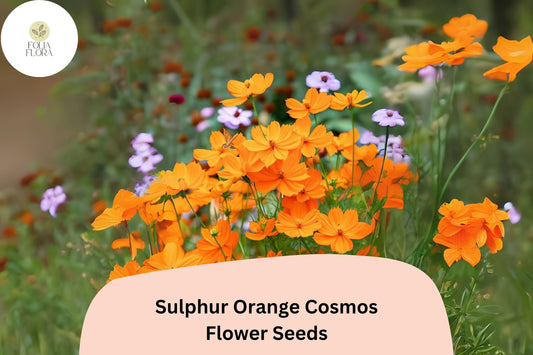 200+ Sulphur Orange Cosmos Seeds | Cosmos sulphureus | Bright Orange Blooms | Easy Annual Flower Seeds for Garden