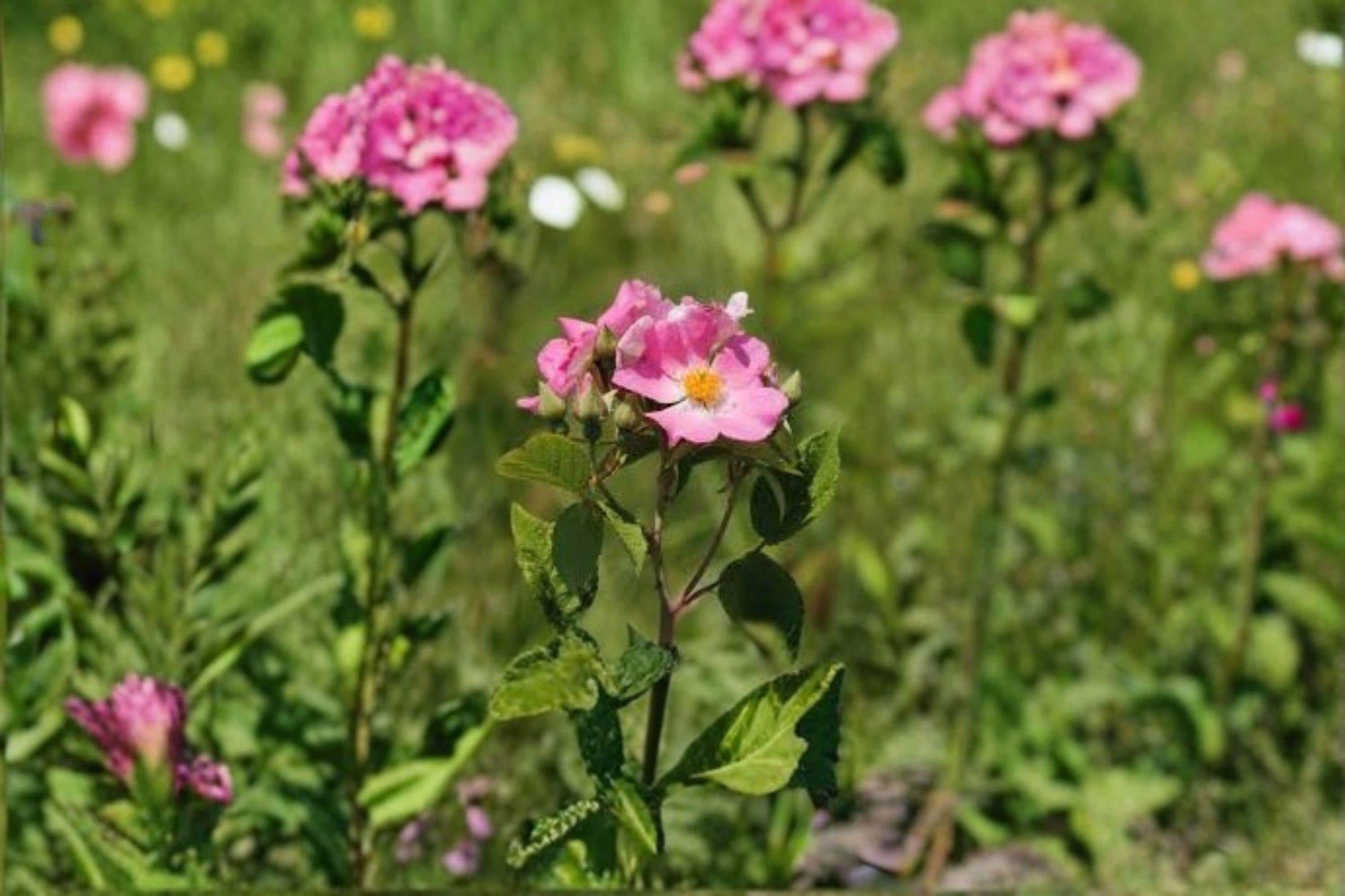 Rosa setigera/Illinois Rose – 30 Seeds | Native Climbing Rose | Fragrant Pink Blooms | Wildlife & Pollinator Plant