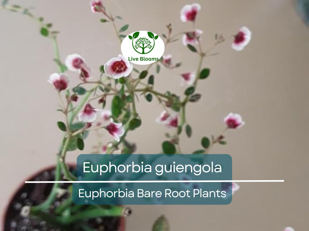 1 Euphorbia guiengola – Bare Root Succulent Caudex Plant – Bonsai or Hanging Form – Rare Live Starter for Collectors
