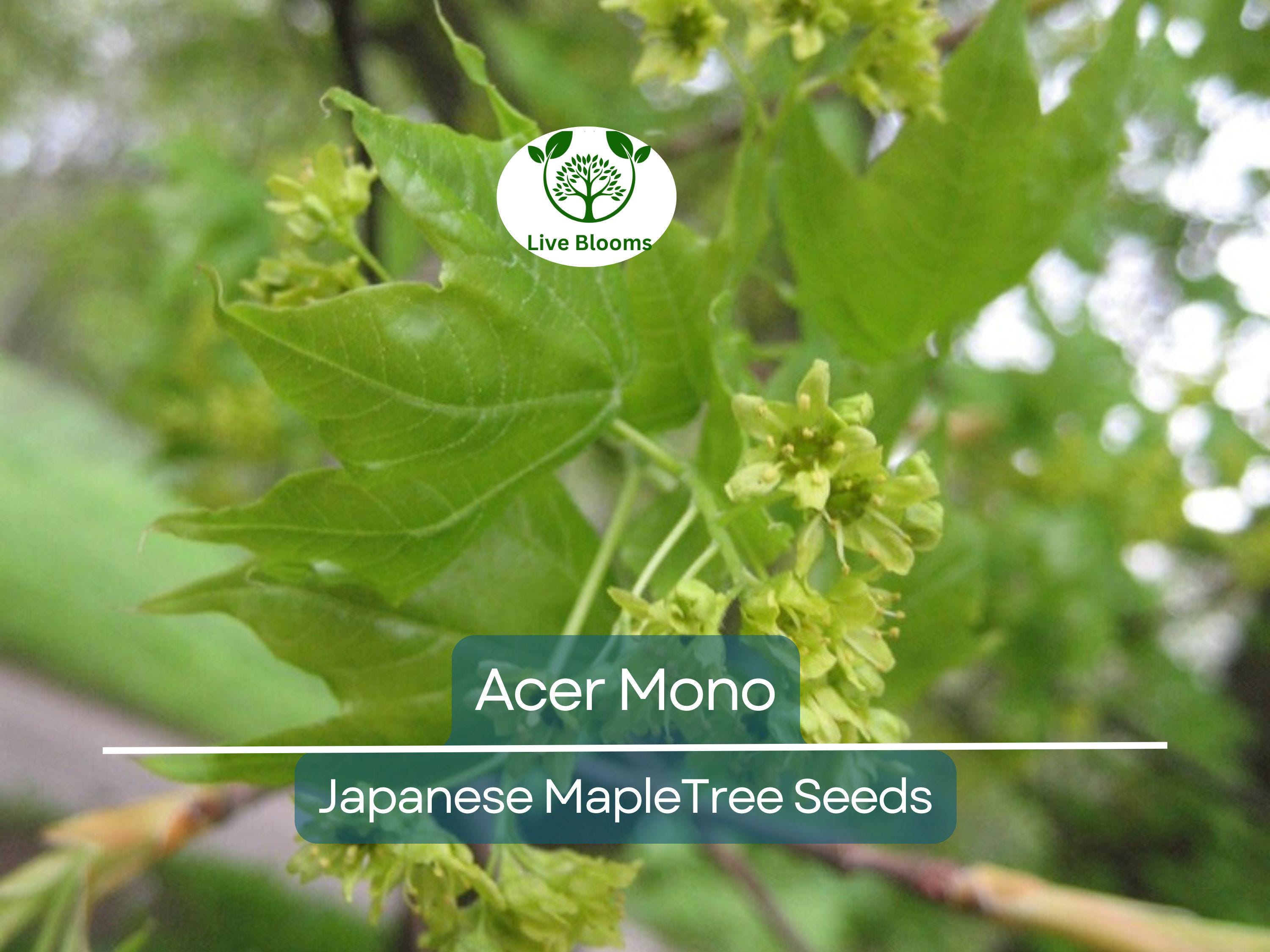 10 Seeds Acer Mono (Japanese Maple) for Planting - Rare Hardy Tree, Perfect for Bonsai, Gardens, & Landscaping - Unique Tree Seeds