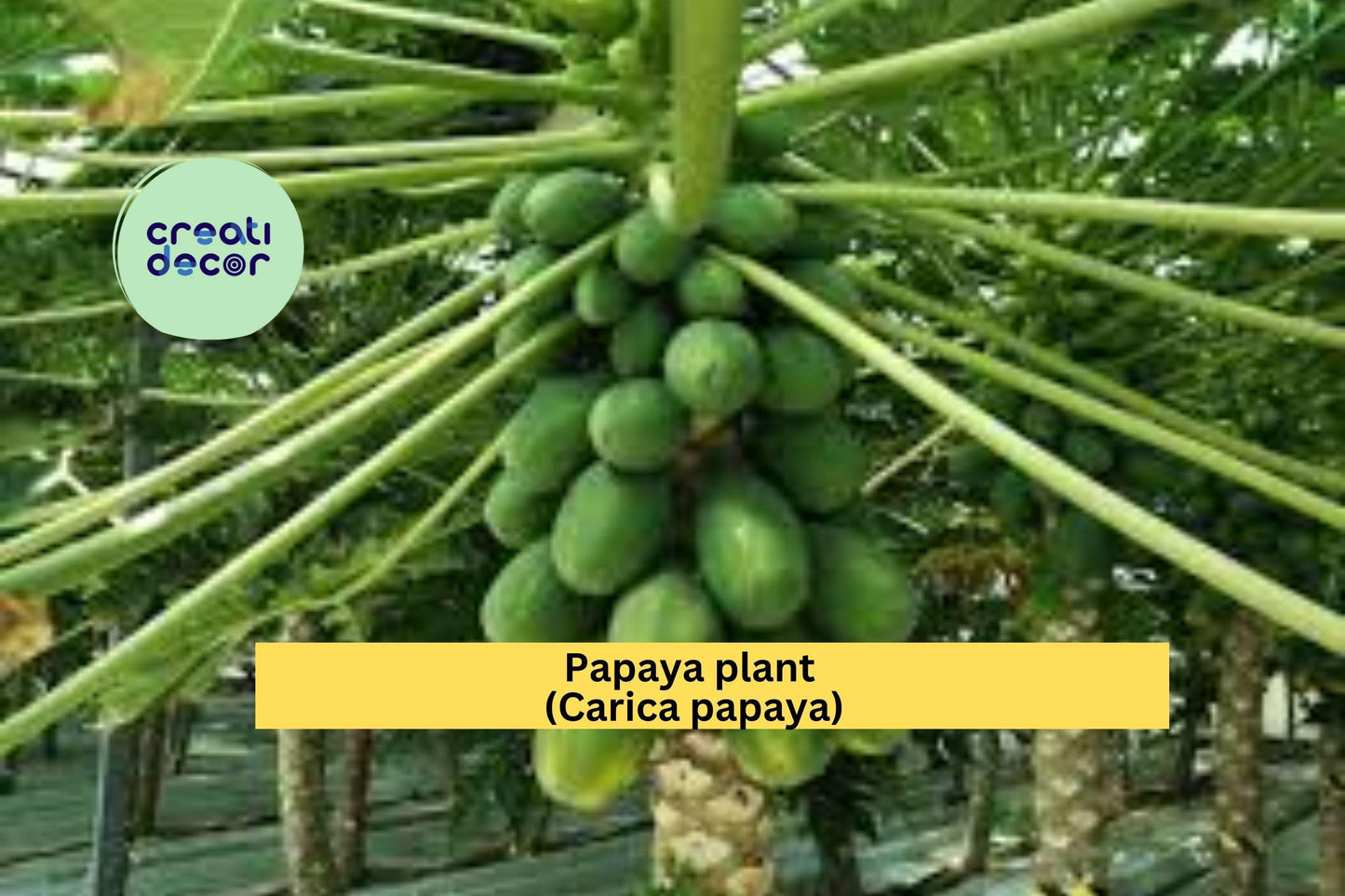 Papaya Plant | Carica papaya Live Rooted Starter | Tropical Fruit Tree 5–10” Tall for Outdoor Garden or Container Growing