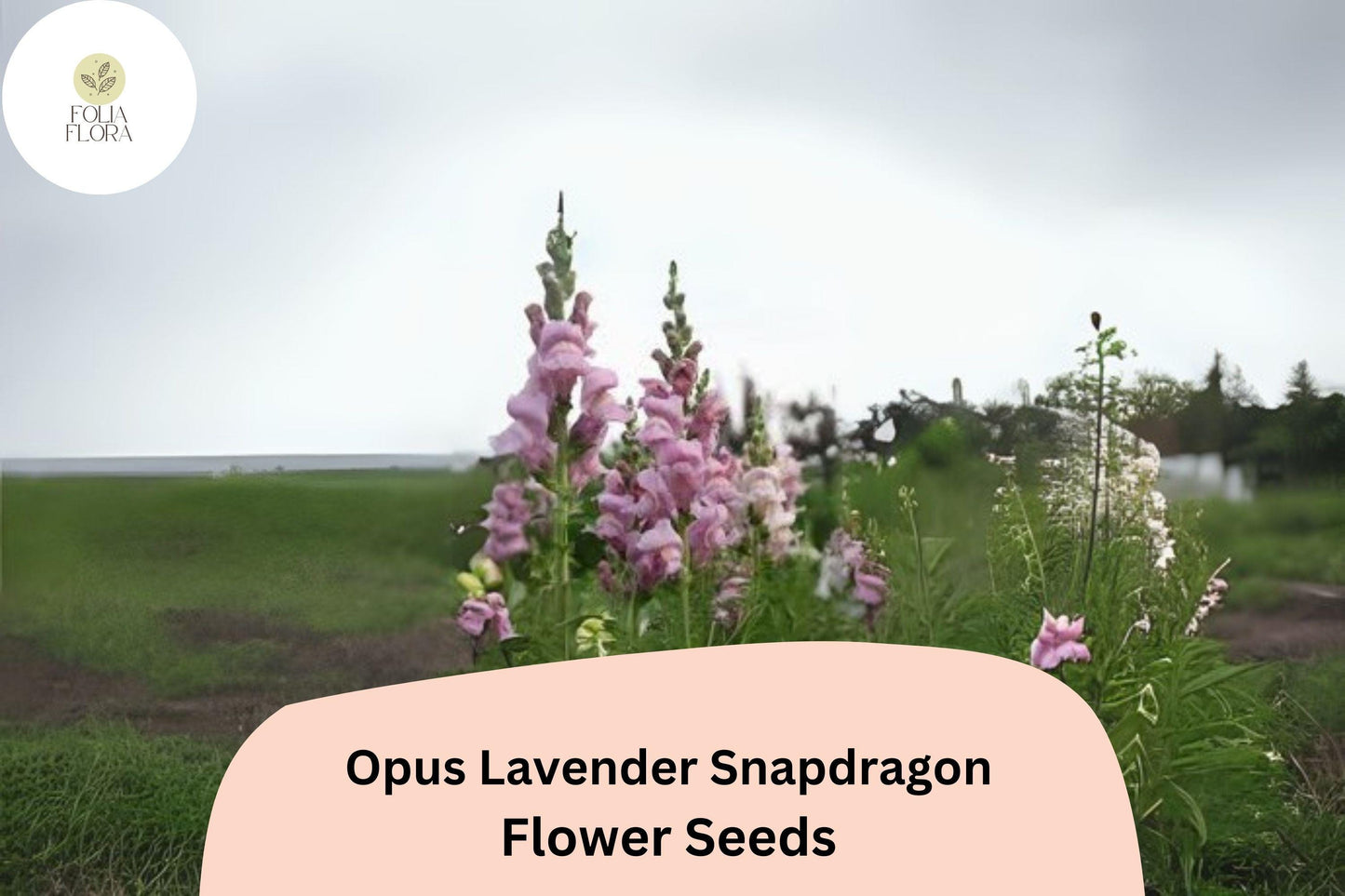 Antirrhinum majus Opus Lavender Snapdragon Seeds – 1000+ Soft Purple Blooms for Garden & Cut Flowers