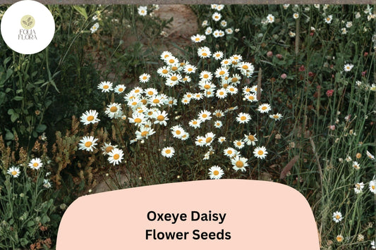 200+ Oxeye Daisy Seeds | Leucanthemum vulgare | Classic White Garden Flower | Easy Wildflower Planting