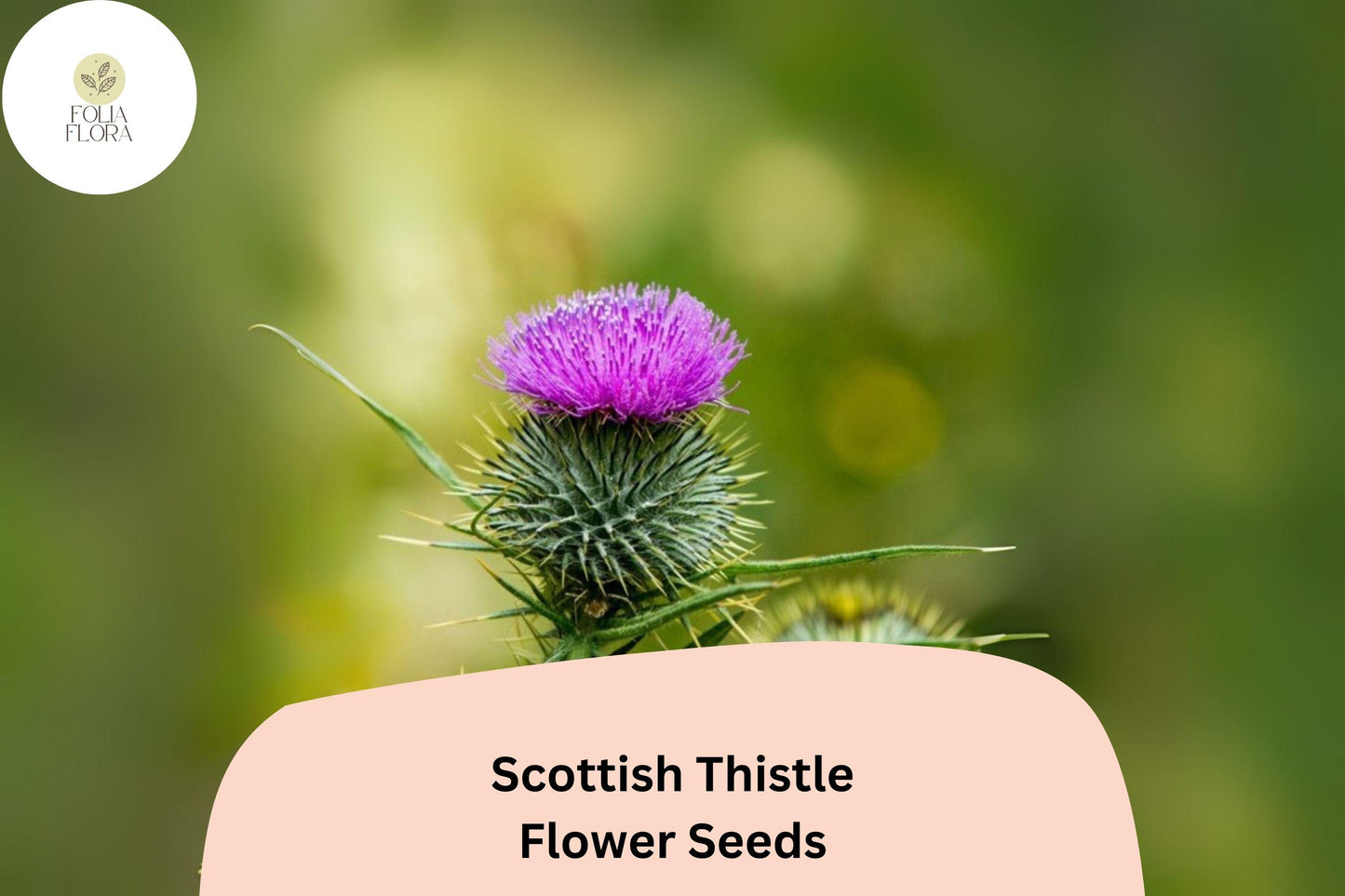 200+ Scottish Thistle Seeds | Onopordum acanthium | Garden Flower Seeds | Ornamental & Pollinator-Friendly Plant