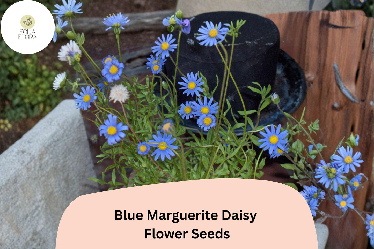 200+ Blue Marguerite Daisy Seeds | Felicia amelloides Sky Blue Blooms | Easy Annual Flower for Borders & Pots