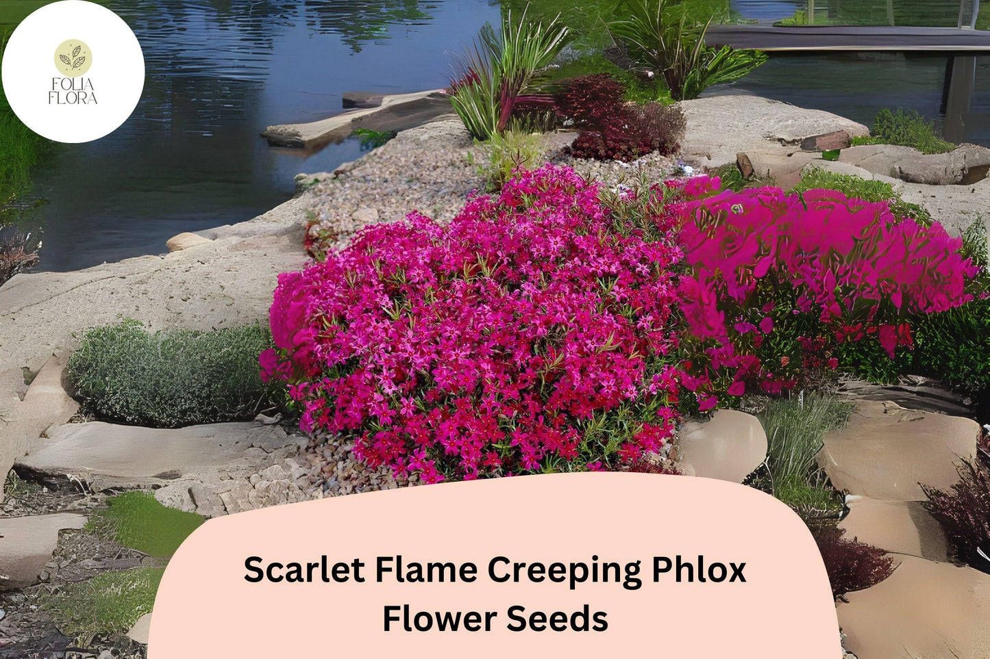 100+ Scarlet Flame Creeping Phlox Seeds – Groundcover Perennial Flower Seeds, Phlox subulata