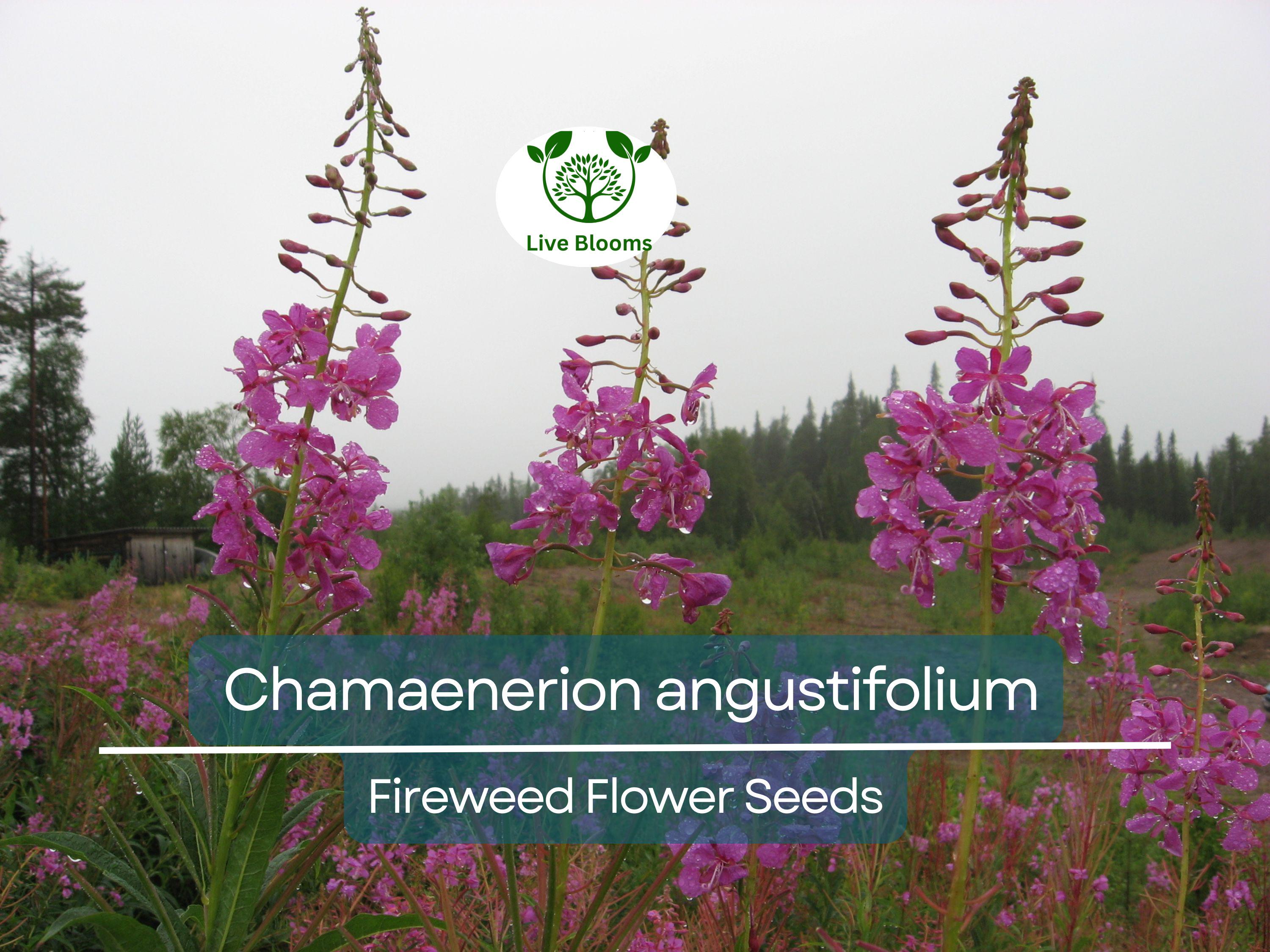 30 mg Seeds Chamaenerion Angustifolium Fireweed – Vibrant Wildflower for Planting, Gardening, and Pollinator-Friendly Landscapes