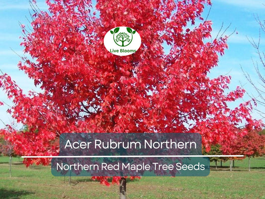 10 Seeds Acer Rubrum Northern (Northern Red Maple) for Planting - Fast-Growing, Hardy Tree for Landscaping, Shade & Garden - Red Maple Seeds