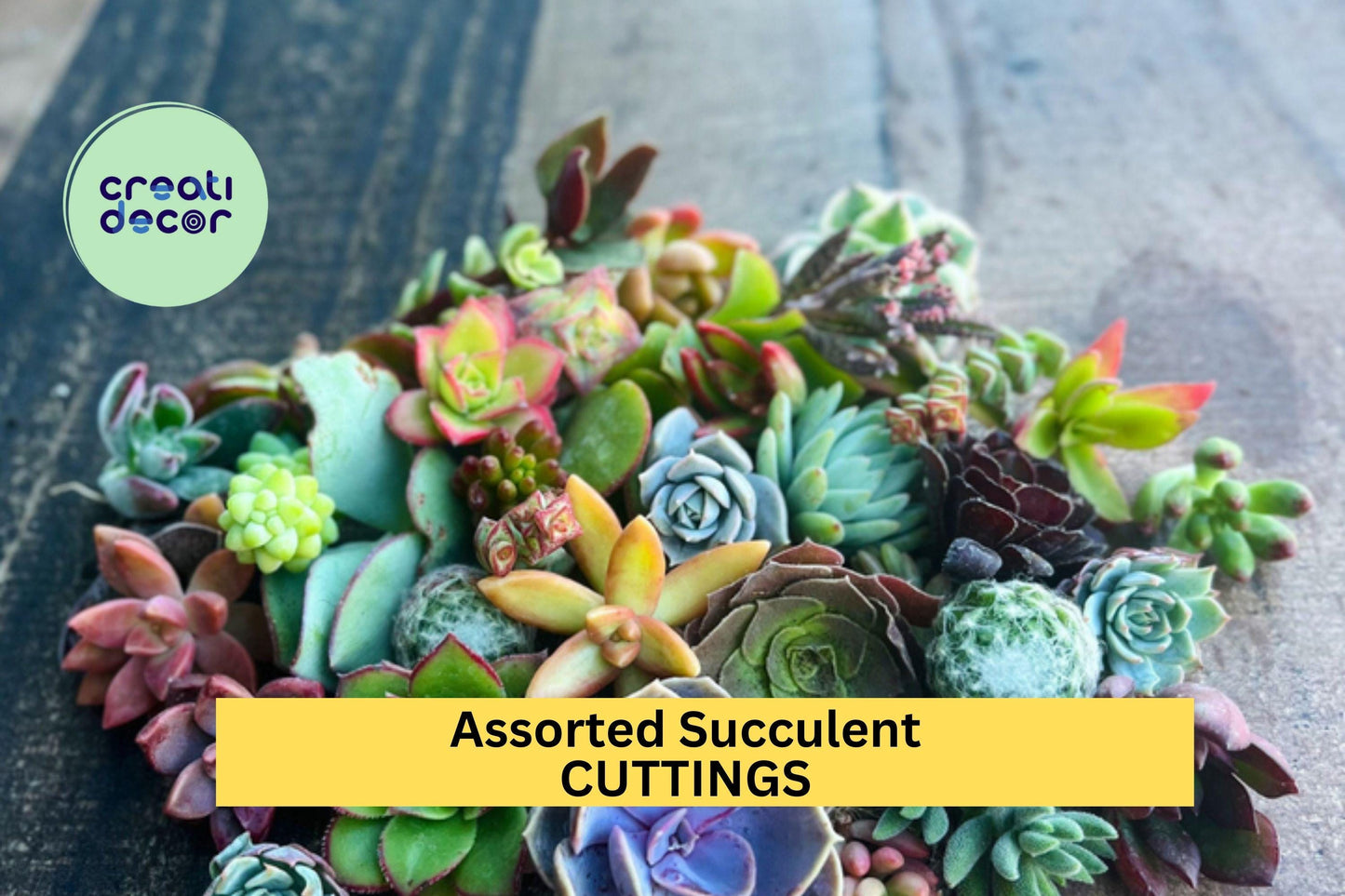 25 Assorted Succulent Cuttings – Mixed Variety Pack for Garden, Pots & Arrangements, Easy Rooting Starter Set – USA