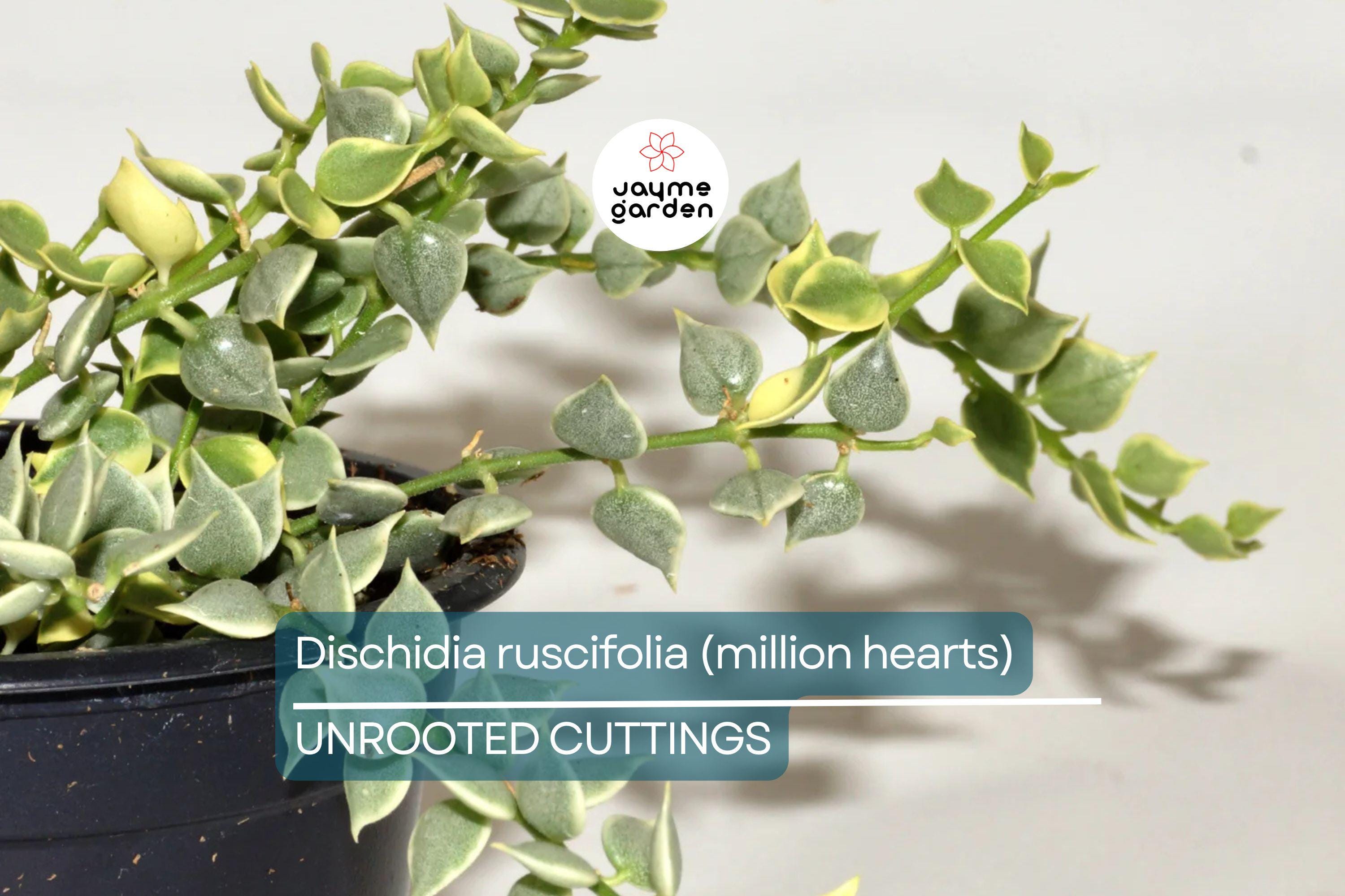 Dischidia ruscifolia | Million Hearts Cutting | Unique Indoor Plant | Easy-Care Hanging Vine | 1 Unrooted Cutting