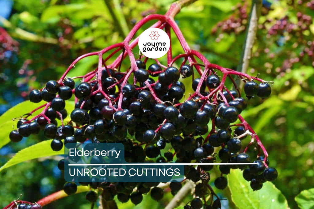12 Elderberry Cuttings (6 York & 6 Adams) | 6-12" Hardwood Cuttings | Root Easily, Hardy in Zones 3-9 | Berry and Pollinator Bush Starter