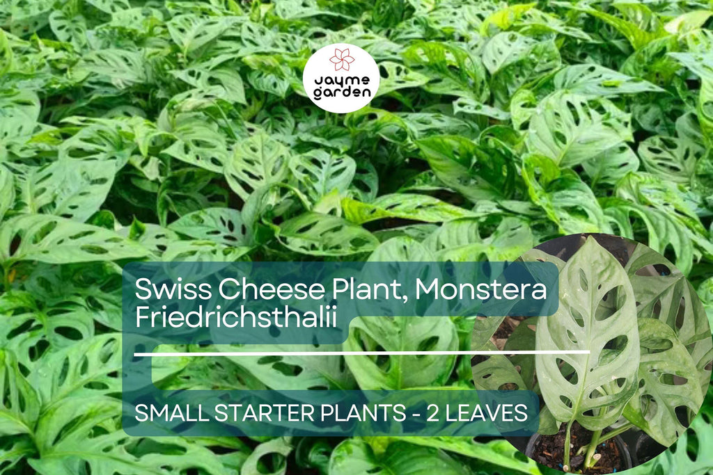 1 Monstera Friedrichsthalii Starter Plant 2-Leaf Vine, Rare Swiss Cheese Plant for Tropical Houseplant Lovers & Indoor Decor