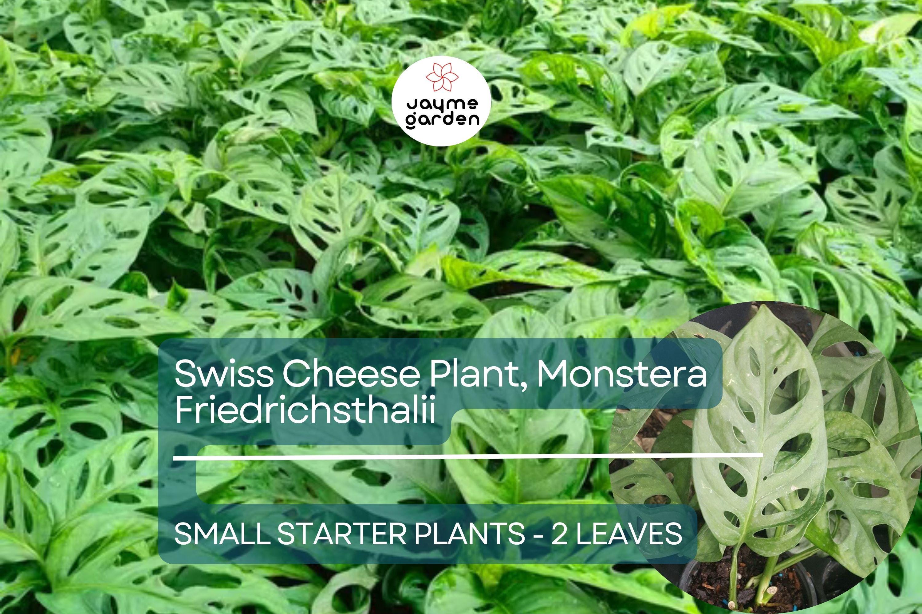 1 Monstera Friedrichsthalii Starter Plant 2-Leaf Vine, Rare Swiss Cheese Plant for Tropical Houseplant Lovers & Indoor Decor