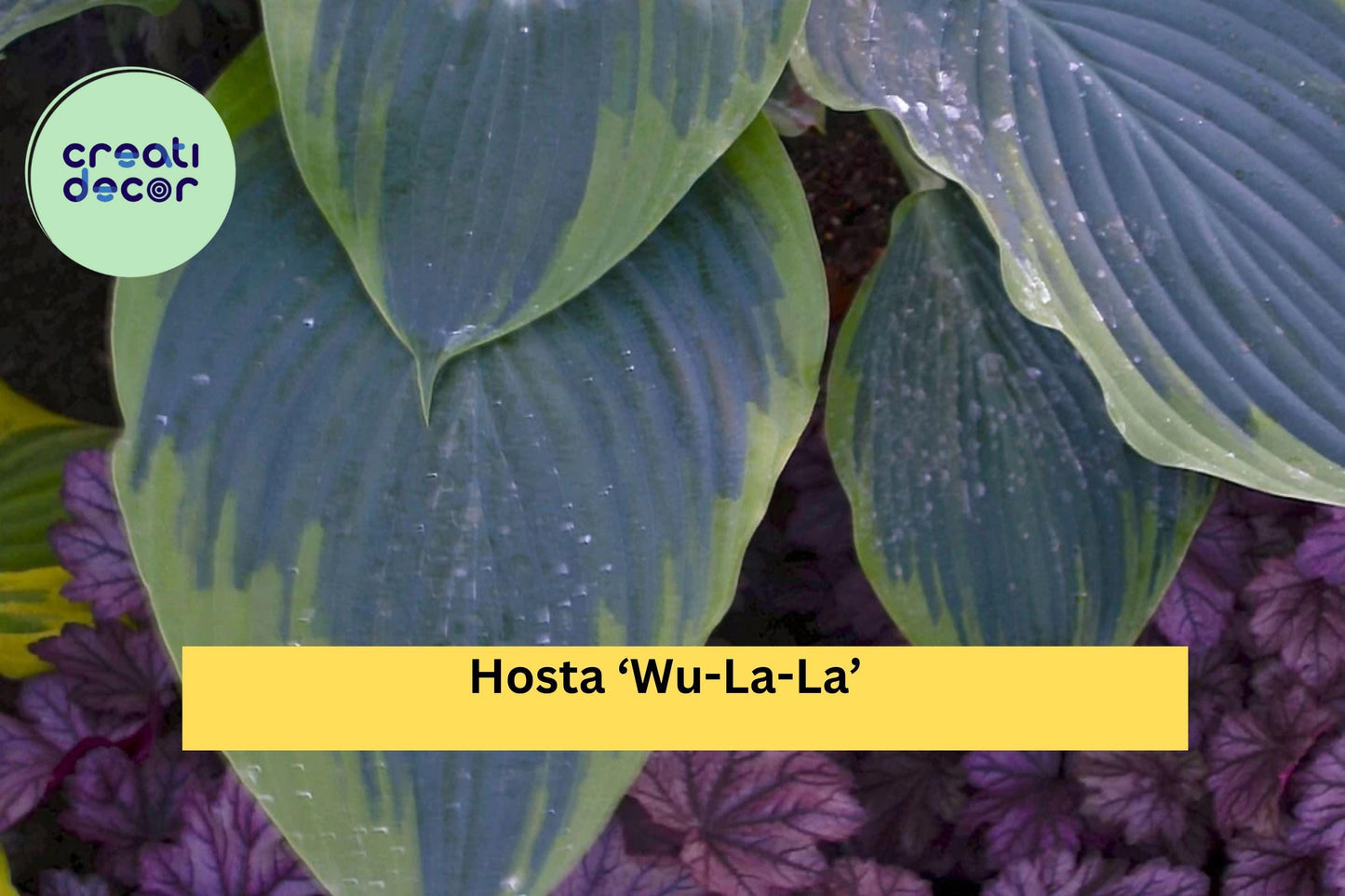 Hosta ‘Wu-La-La’ – Live Perennial in 5.25” Pot – Shade-Loving Proven Winners Plant with Bold Blue-Green Foliage