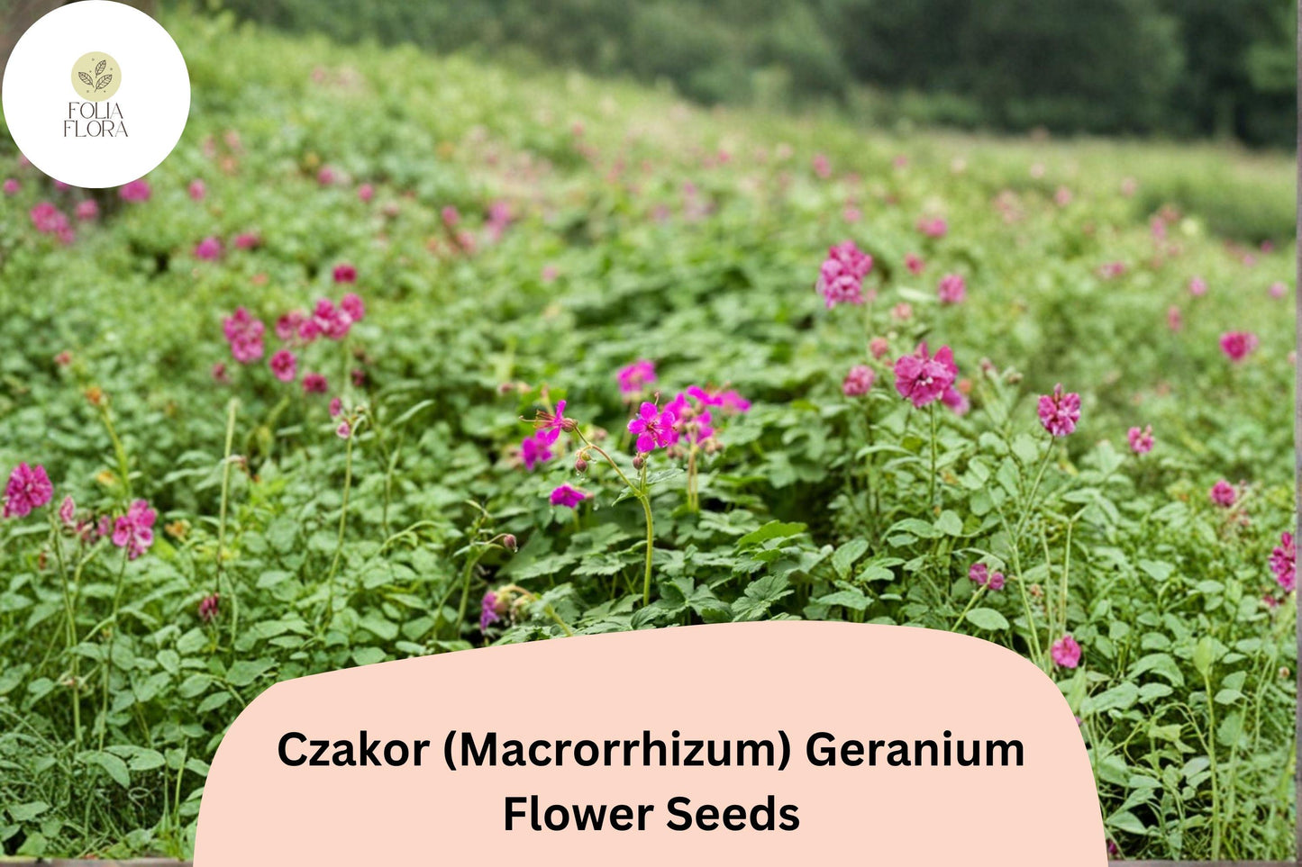 25+ Czakor Geranium Seeds | Geranium macrorrhizum | Pink Hardy Perennial Ground Cover for Garden Borders