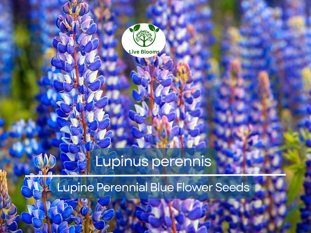 25 Seeds Lupine Perennial Blue for Planting – Lupinus perennis, Blue Flower, Hardy Plant, Easy to Grow, Attracts Pollinators, USDA Zones 3-9