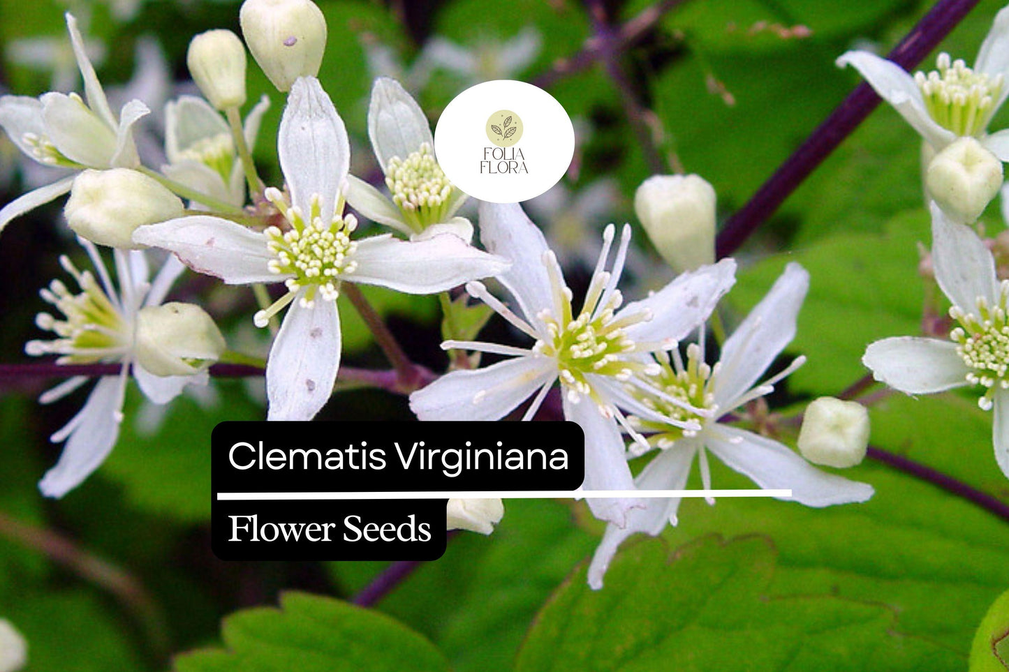 100mg Clematis virginiana Virgin's Bower Seeds - Fragrant Climbing Flowering Vine