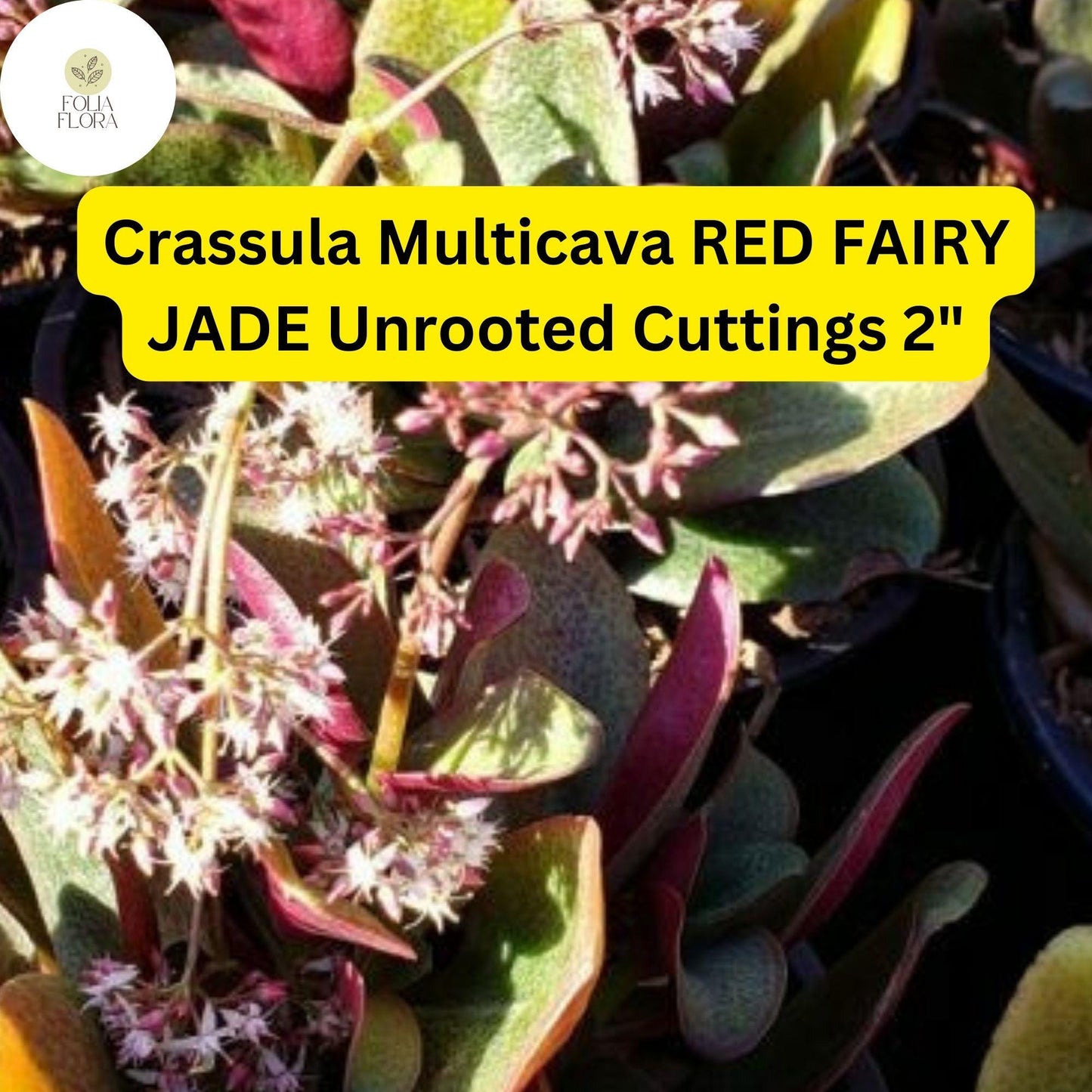 Crassula Multicava ‘Red Fairy Jade’ | 2 Unrooted 2” Cuttings | Trailing Succulent, Fast-Growing, Ground Cover, Easy-Care Houseplant