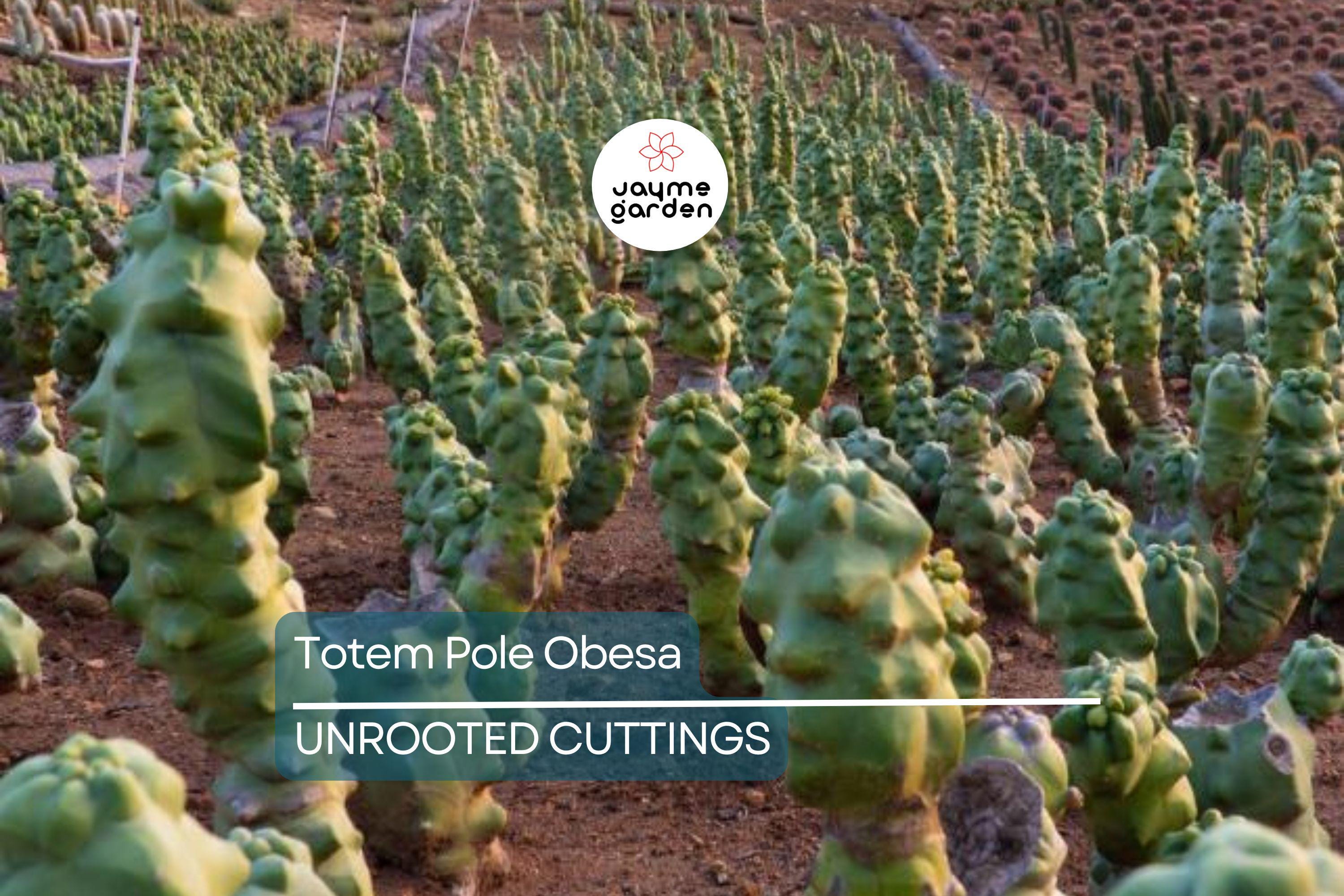 Totem Pole Obesa Cactus Cutting 9.5”-12” | Unrooted, Easy to Propagate | Sustainably Sourced | Unique Cactus for Indoor/Outdoor