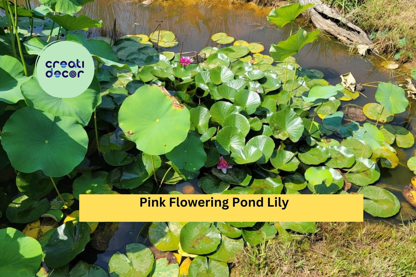Pink Flowering Pond Lily Root Ball | Hardy Nymphaea Water Lily Starter | Live Aquatic Plant for Ponds and Water Gardens