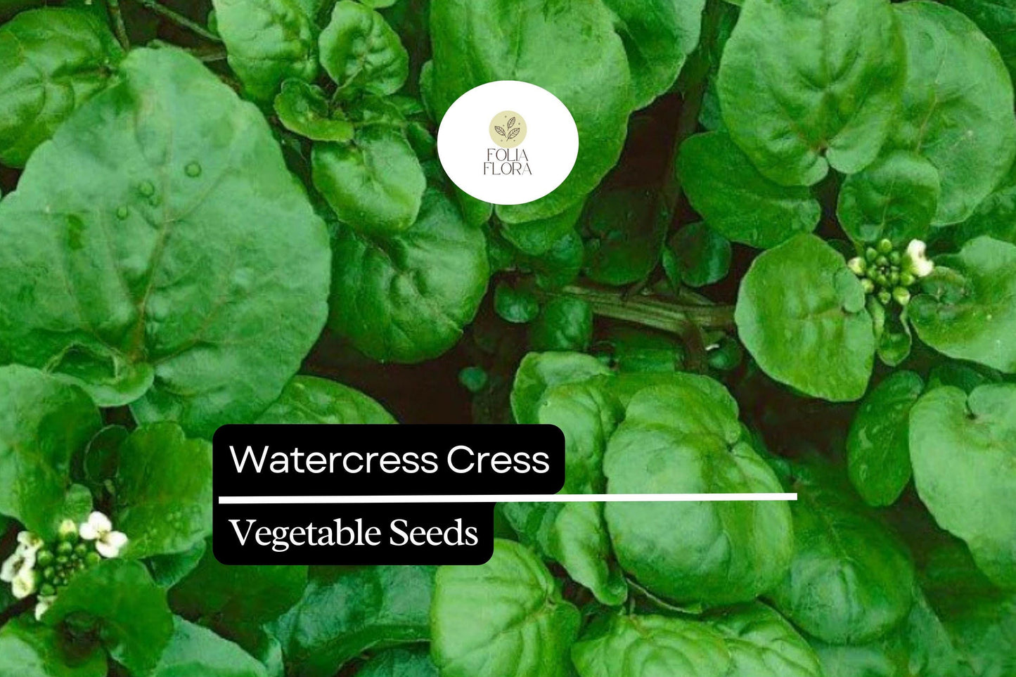 1000 Seeds Watercress Cress (Nasturtium officinale) – Nutrient-Packed Aquatic Green for Salads and Garnishes