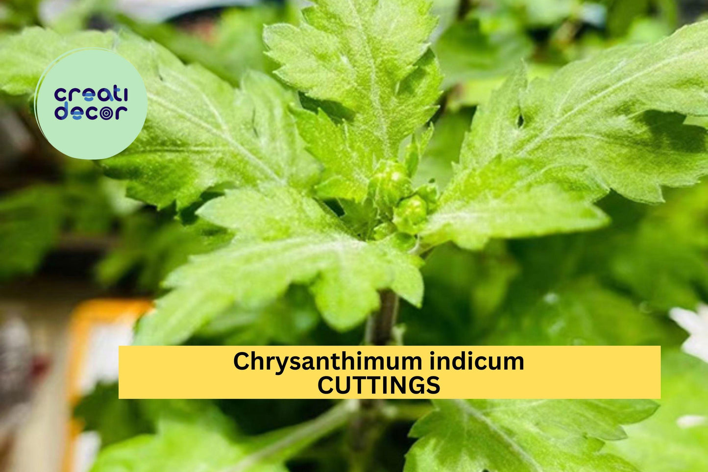 10 Chrysanthemum indicum Cuttings – 菊花脑 – Fresh Unrooted Stems for Easy Growing in Garden or Pot – Edible Ornamental – USA