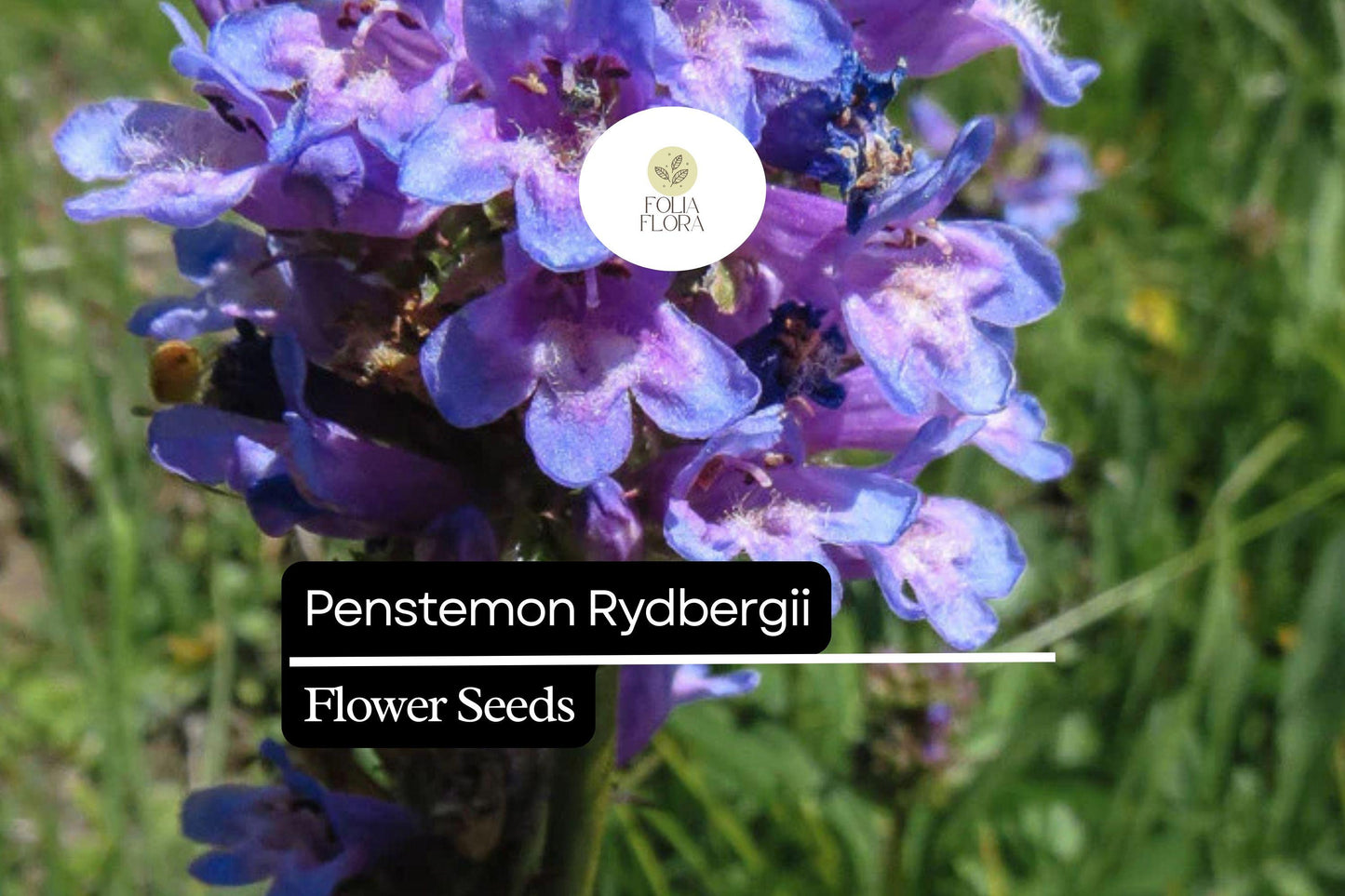 100mg Penstemon rydbergii - Rydberg's Penstemon Seeds, Native Perennial for Pollinator Gardens