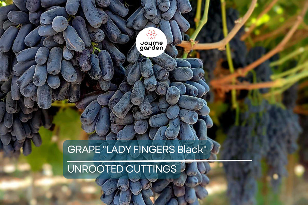 Ladyfingers Black Grape Cuttings | 3 Unrooted Scion Wood | Fresh, Organic Waxed Ends | Easy to Root | Sweet, Long-Shaped Grapes Vine