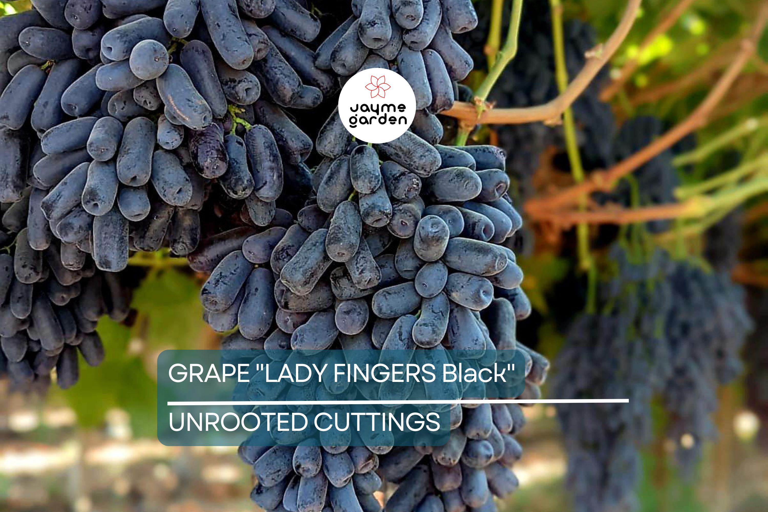 Ladyfingers Black Grape Cuttings | 3 Unrooted Scion Wood | Fresh, Organic Waxed Ends | Easy to Root | Sweet, Long-Shaped Grapes Vine
