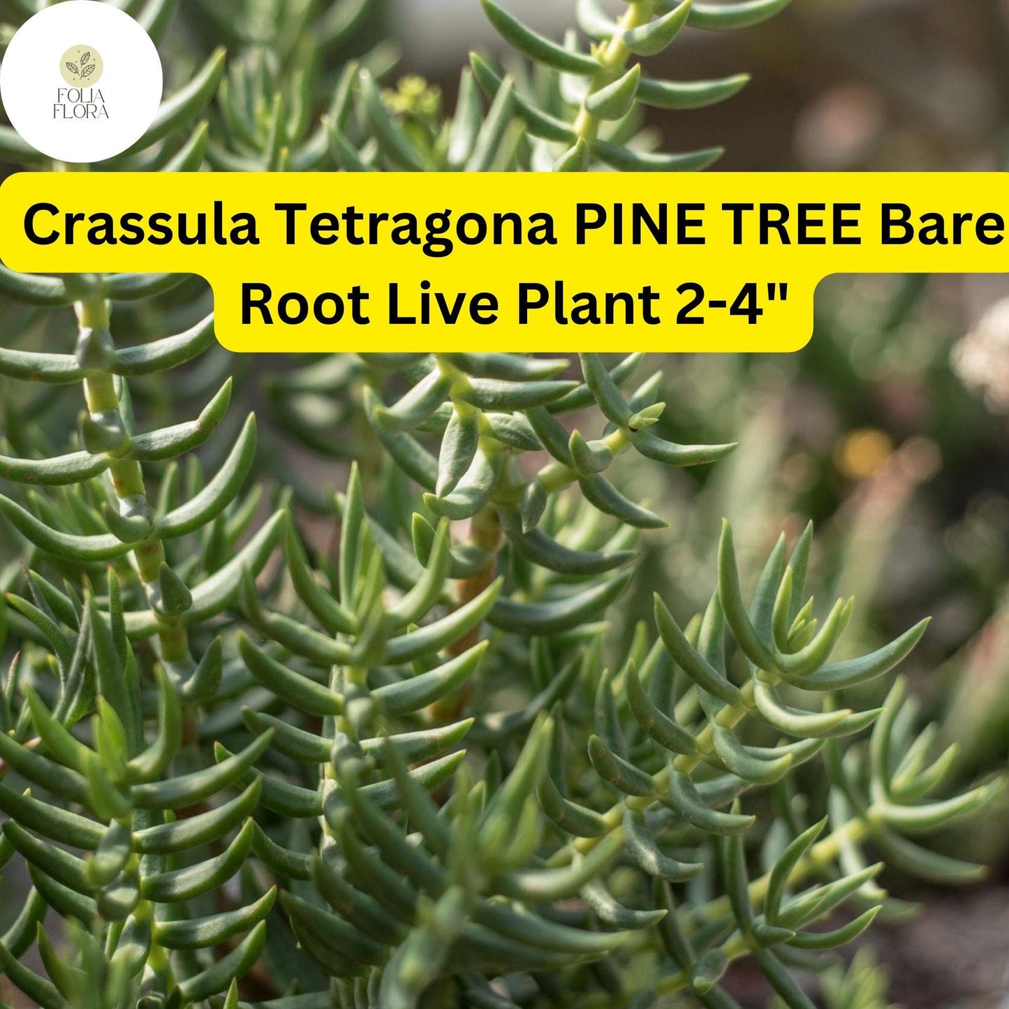 Crassula Tetragona ‘Pine Tree’ | 1 Live 2-4" Bare Root Succulent | Mini Pine-Like Growth, Drought-Tolerant, Easy-Care Houseplant