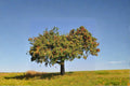 Gala Apple Tree 1 Live Plant 2ft Tall Bare Root (Malus domestica 'Gala') Apple Tree