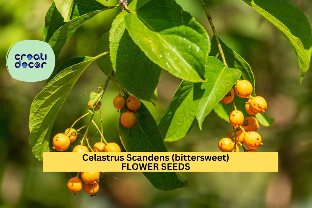 Celastrus scandens 30 SEEDS – American Bittersweet Vine Seeds for Trellises, Fences, or Fall Garden Displays Seeds for Planting