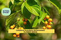 Celastrus scandens 30 SEEDS – American Bittersweet Vine Seeds for Trellises, Fences, or Fall Garden Displays Seeds for Planting