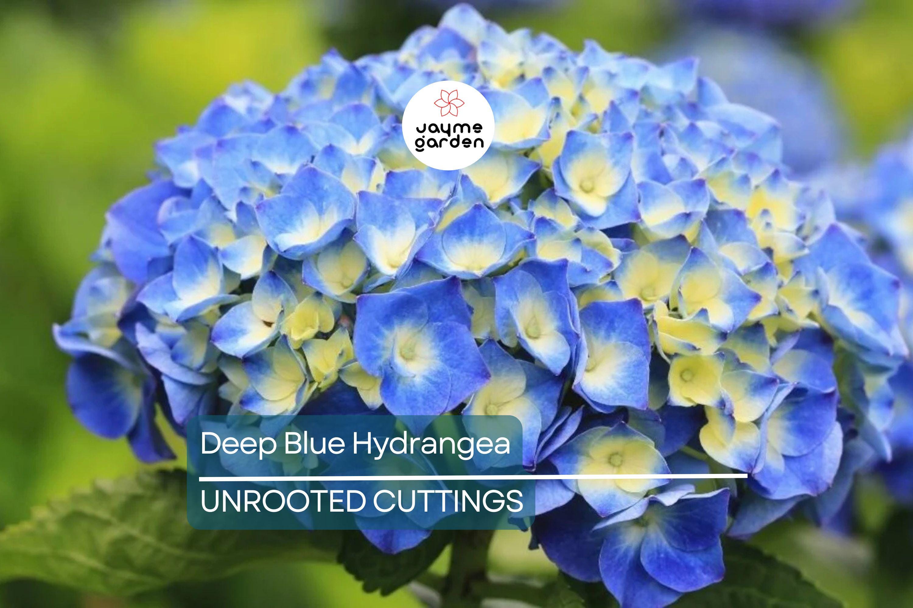 10 Fresh Cuttings of Deep Blue Hydrangea - Unrooted Starter Plant