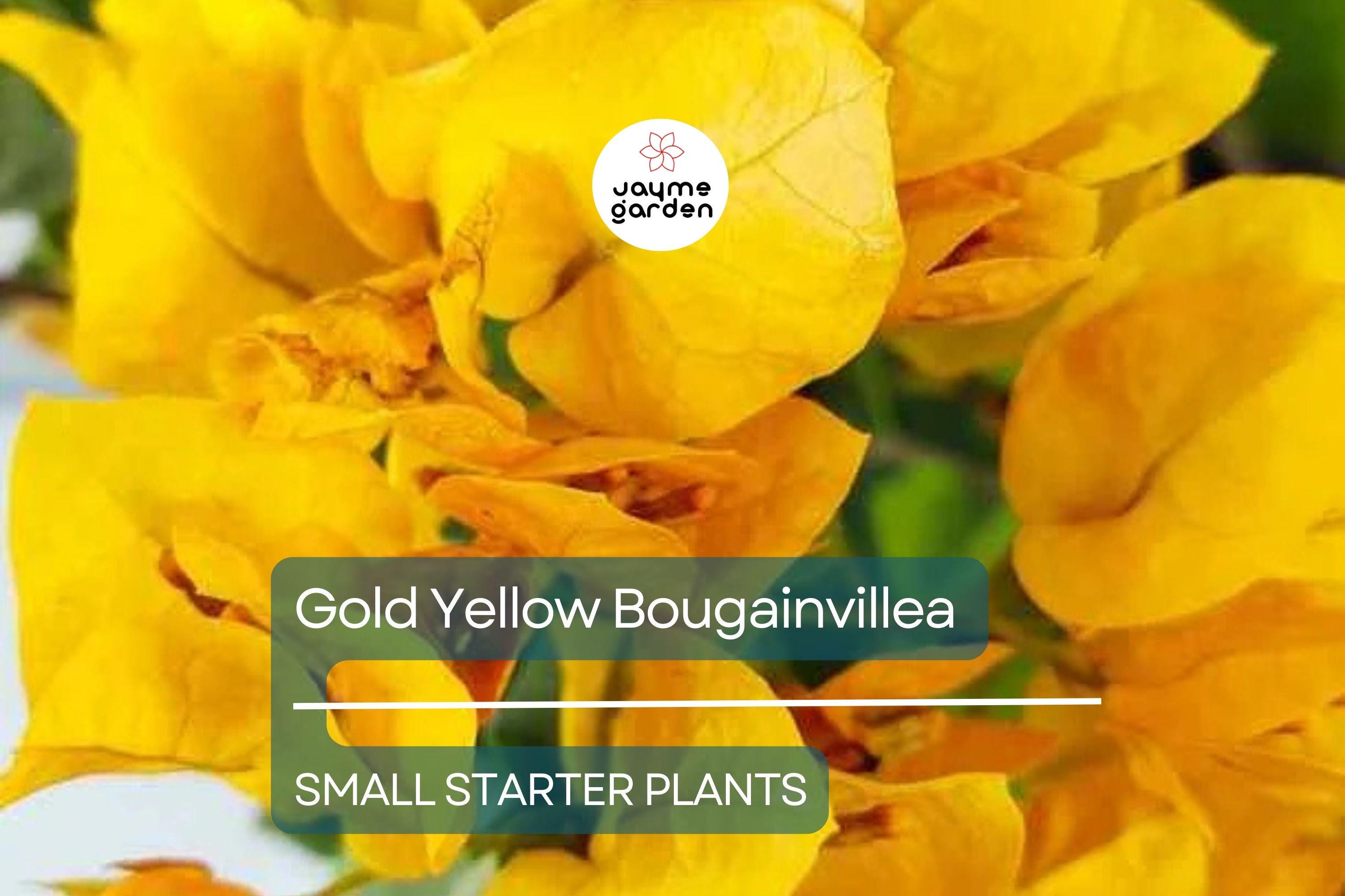 Gold Yellow Bougainvillea Starter Plant - Paper Flower Seedling - Vibrant Tropical Blooms for Gardens, Containers & Landscaping