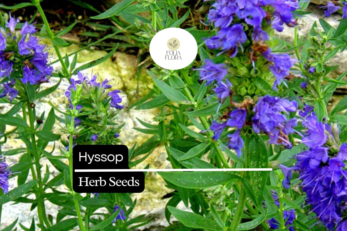 300 Seeds Hyssop (Hyssopus officinalis) – Aromatic Herb, Culinary Use, Easy to Grow