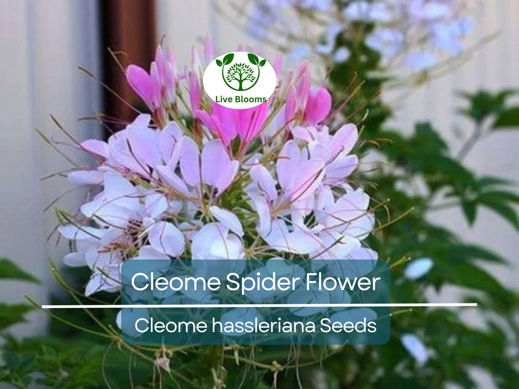 300 Cleome Spider Flower Seeds – White, Pink, Purple Wildflower | (Cleome hassleriana) Bee-Friendly Bush, Fast-Growing Garden Plant