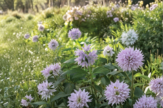Virginia Waterleaf – Hydrophyllum virginianum,Native Woodland Wildflower | Shade-Loving Perennial (10 Seeds)