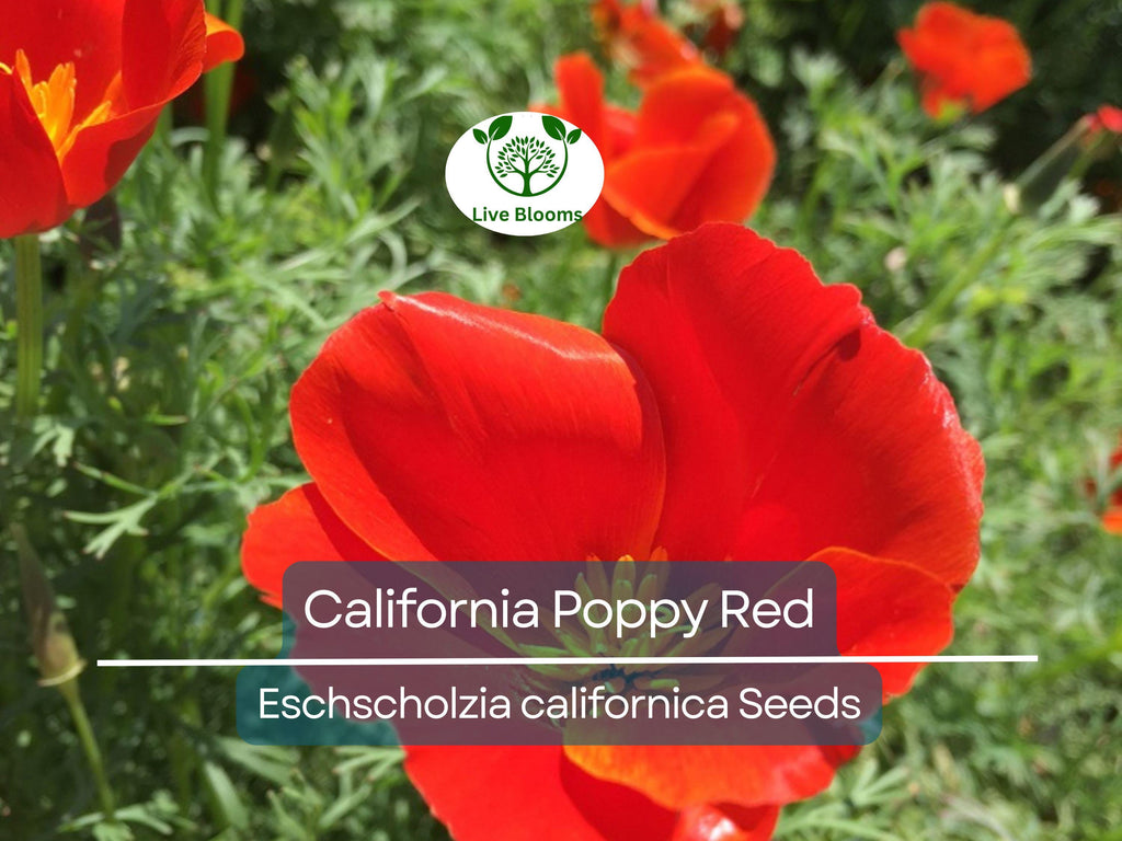 1000 California Poppy Seeds - Red Chief Eschscholzia californica | Non-GMO, Pollinator Friendly, Wildflower, Drought Tolerant