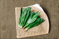 Culantro – Ngo Gai / Vietnamese Recao 100 Seeds | Tropical Culinary Herb | Strong Cilantro Flavor | Essential Asian & Latin Herb