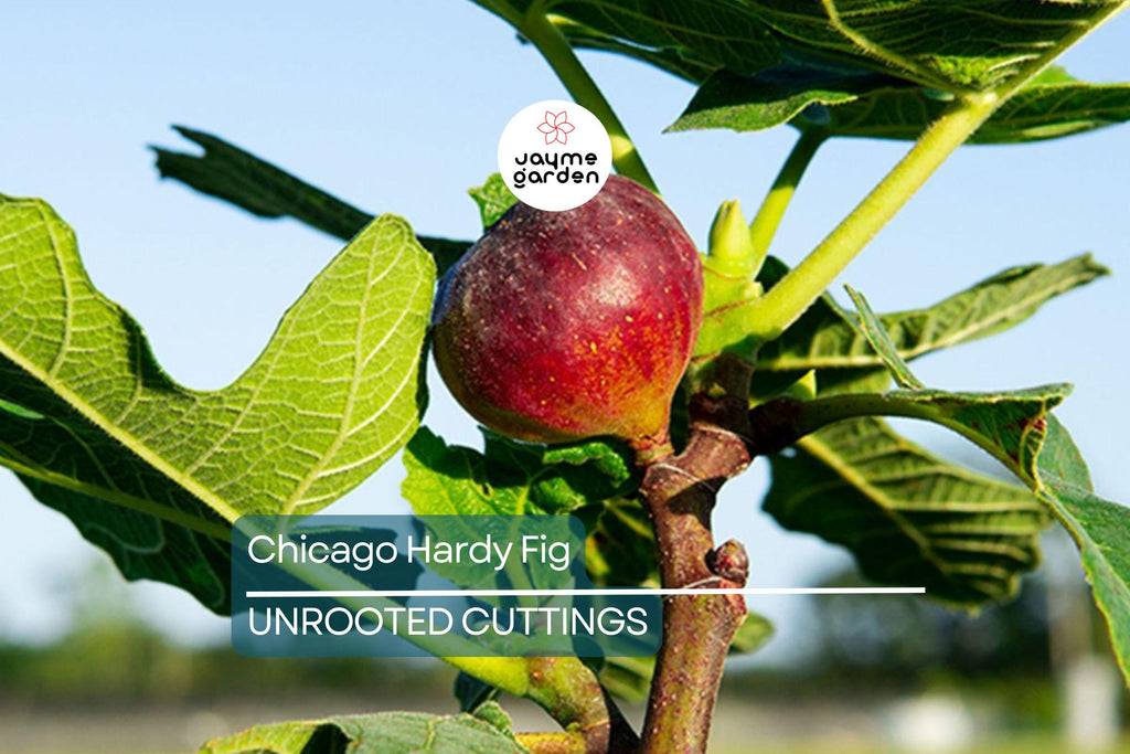 10 Chicago Hardy Fig Tree Cuttings 9”-10", 5+ Nodes Each, Cold-Resistant & Fast-Growing Fig for Temperate Climates