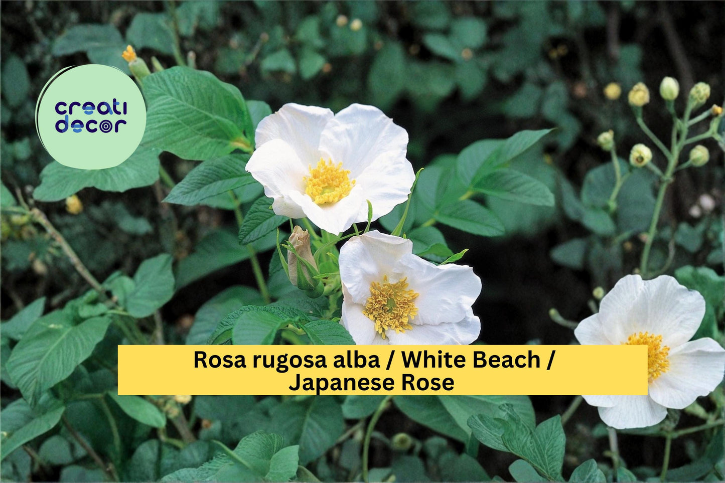White Beach Rose Seeds Rosa rugosa alba 25 Count Hardy Fragrant Rose Garden Shrub Seeds