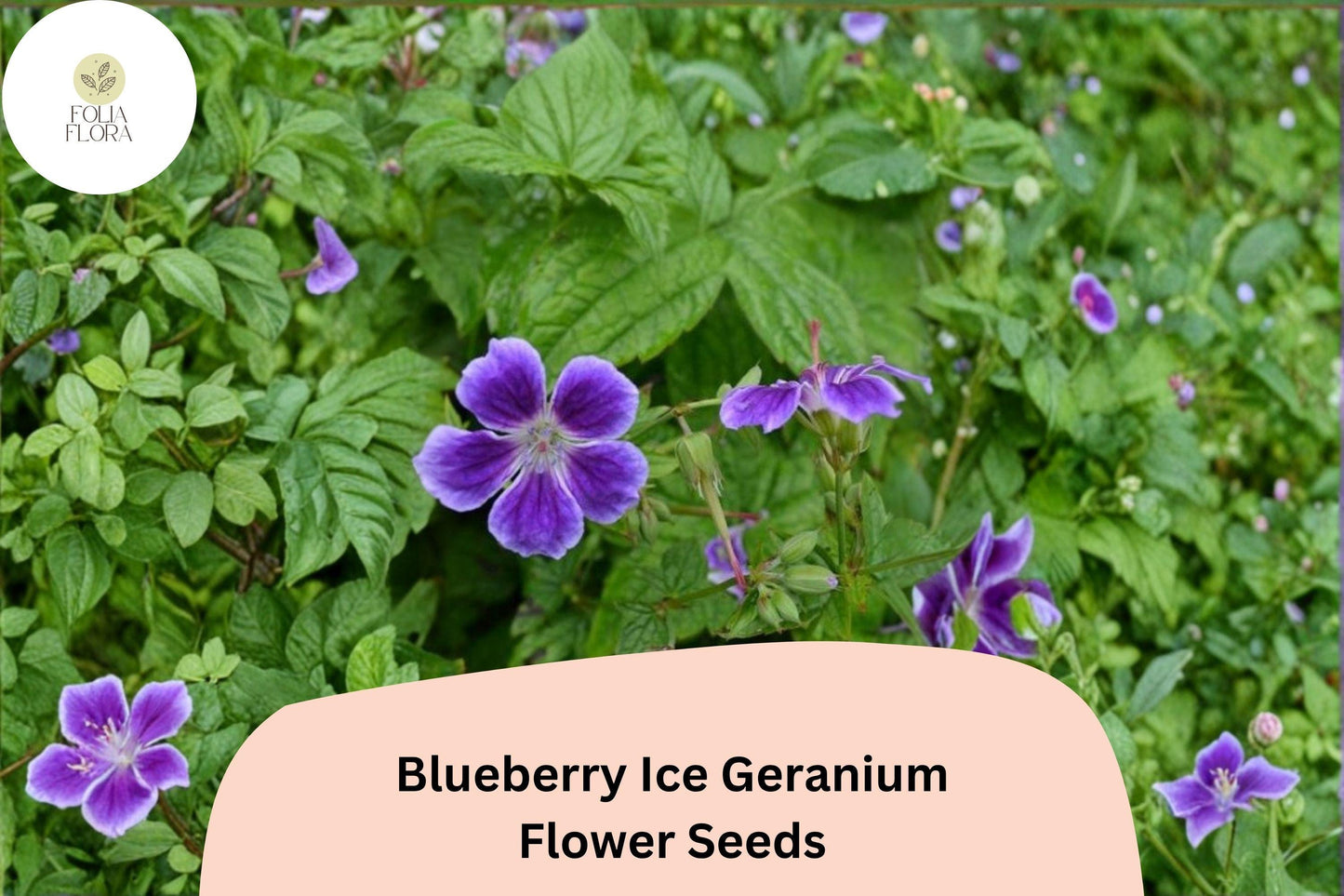 25+ Blueberry Ice Geranium Seeds | Hardy Perennial Purple & White Blooms | Garden Cranesbill Flower