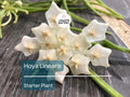 Hoya Linearis Starter Plant In 2 Inch Pot | Wax Plant Vine | Indoor/Outdoor Easy-Care Houseplant | Thrives in Low Light