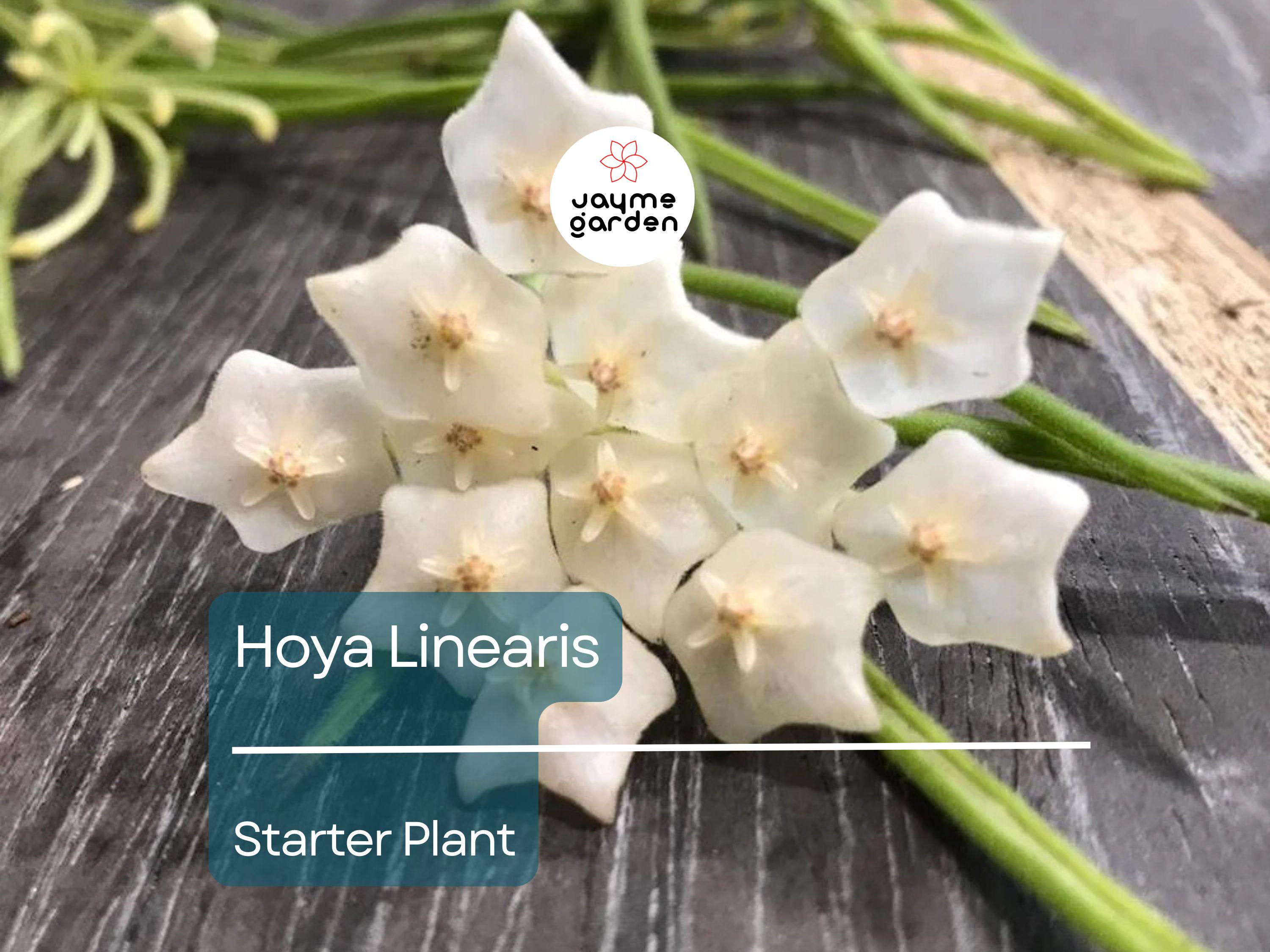 Hoya Linearis Starter Plant In 2 Inch Pot | Wax Plant Vine | Indoor/Outdoor Easy-Care Houseplant | Thrives in Low Light