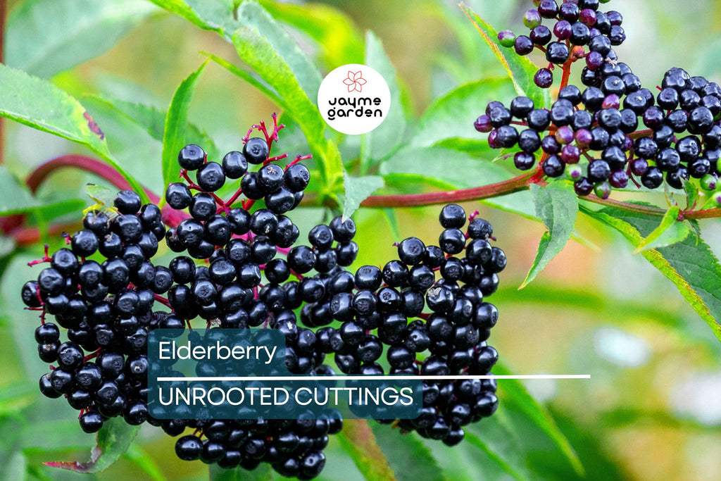 12 Elderberry Cuttings (6 York & 6 Adams) | 6-12" Hardwood Cuttings | Root Easily, Hardy in Zones 3-9 | Berry and Pollinator Bush Starter