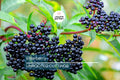 12 Elderberry Cuttings (6 York & 6 Adams) | 6-12" Hardwood Cuttings | Root Easily, Hardy in Zones 3-9 | Berry and Pollinator Bush Starter