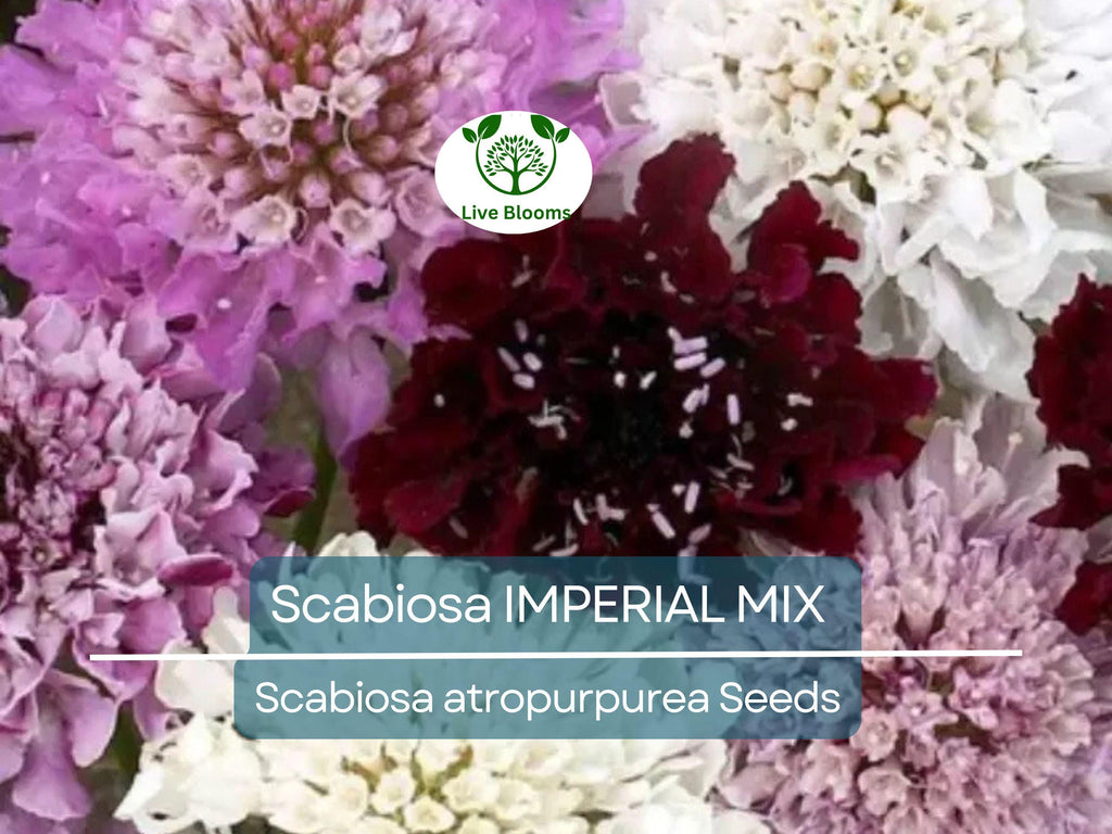 200 Seeds Scabiosa IMPERIAL MIX - Tall Double Pincushion Flower, Dried Everlasting, Non-GMO, Perfect for Cut Flowers - Scabiosa atropurpurea