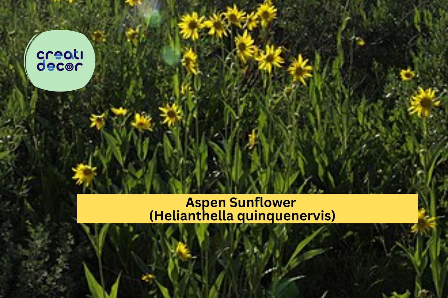 Aspen Sunflower Seeds (Helianthella quinquenervis) – 25 Native Wildflower Seeds | Mountain Perennial | Yellow Blooms | Pollinator Friendly