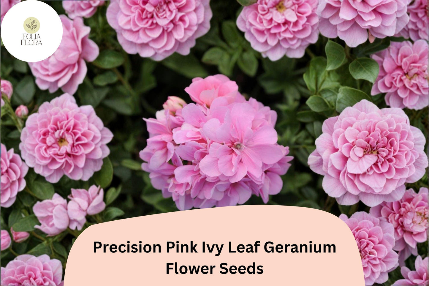 25+ Precision Pink Ivy Leaf Geranium Seeds | Trailing Geranium | Pink Blooms for Hanging Baskets & Garden Containers